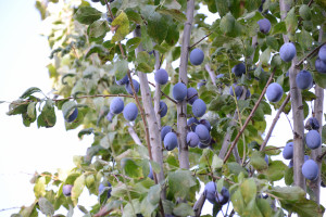 策略至上，英雄联盟手游冠军杯，比拼的不仅仅是手速！